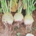 基地供应四川大头菜，无空心，黑心，对接工厂，电商，市场