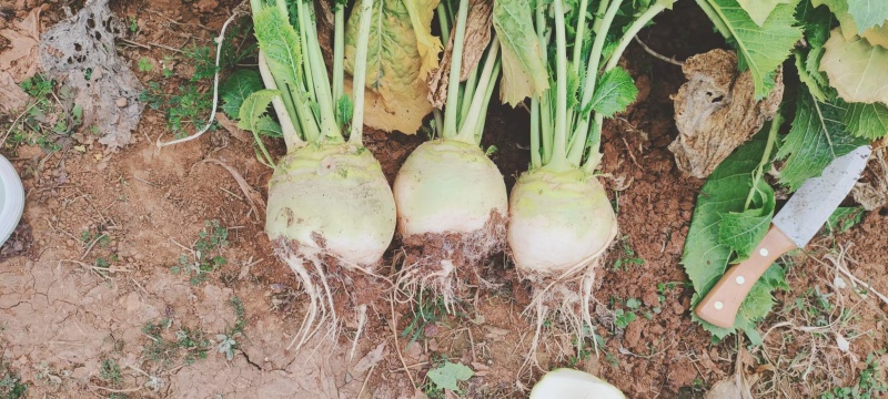 基地供应四川大头菜，无空心，黑心，对接工厂，电商，市场