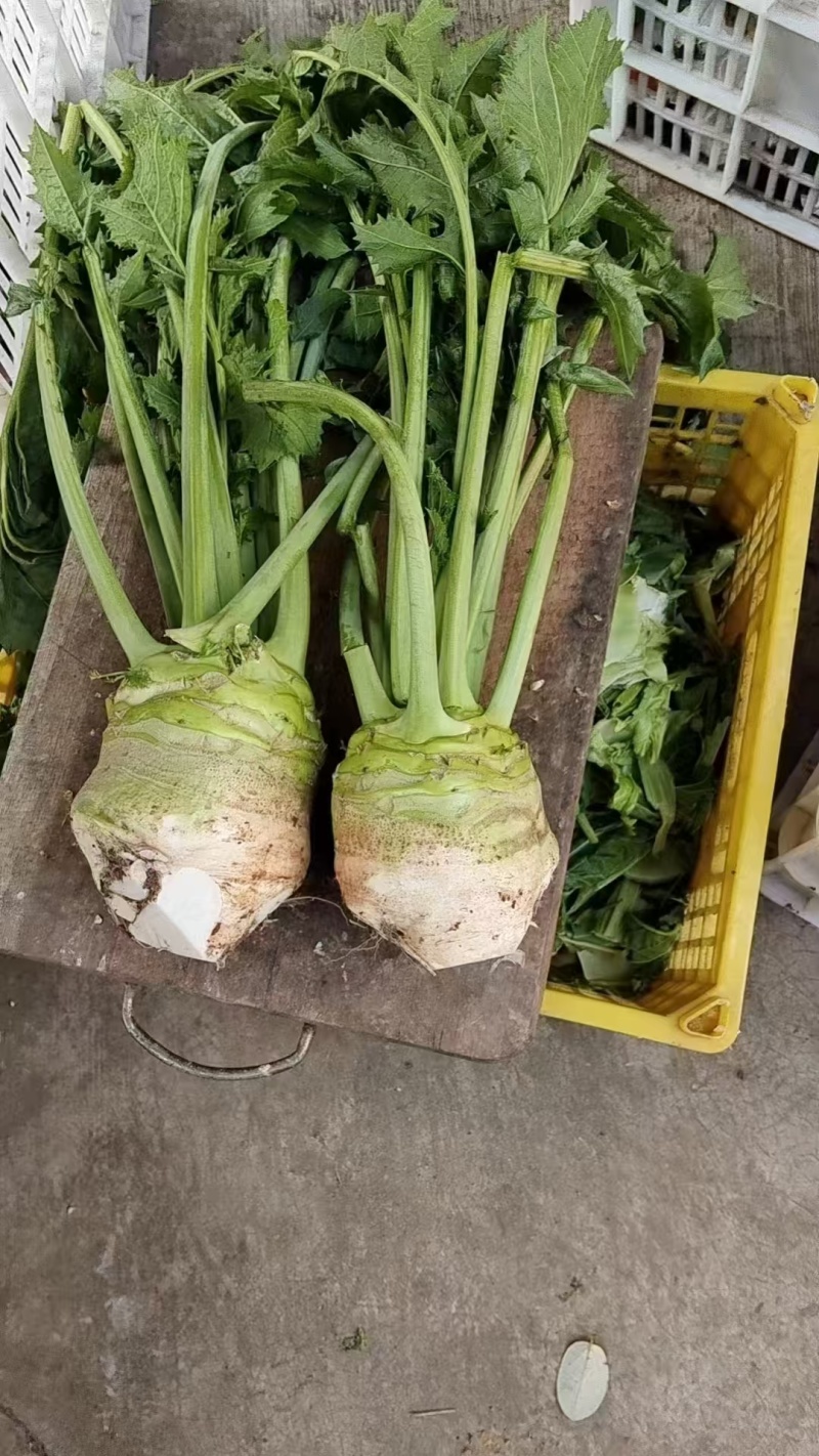 基地供应四川大头菜，无空心，黑心，对接工厂，电商，市场