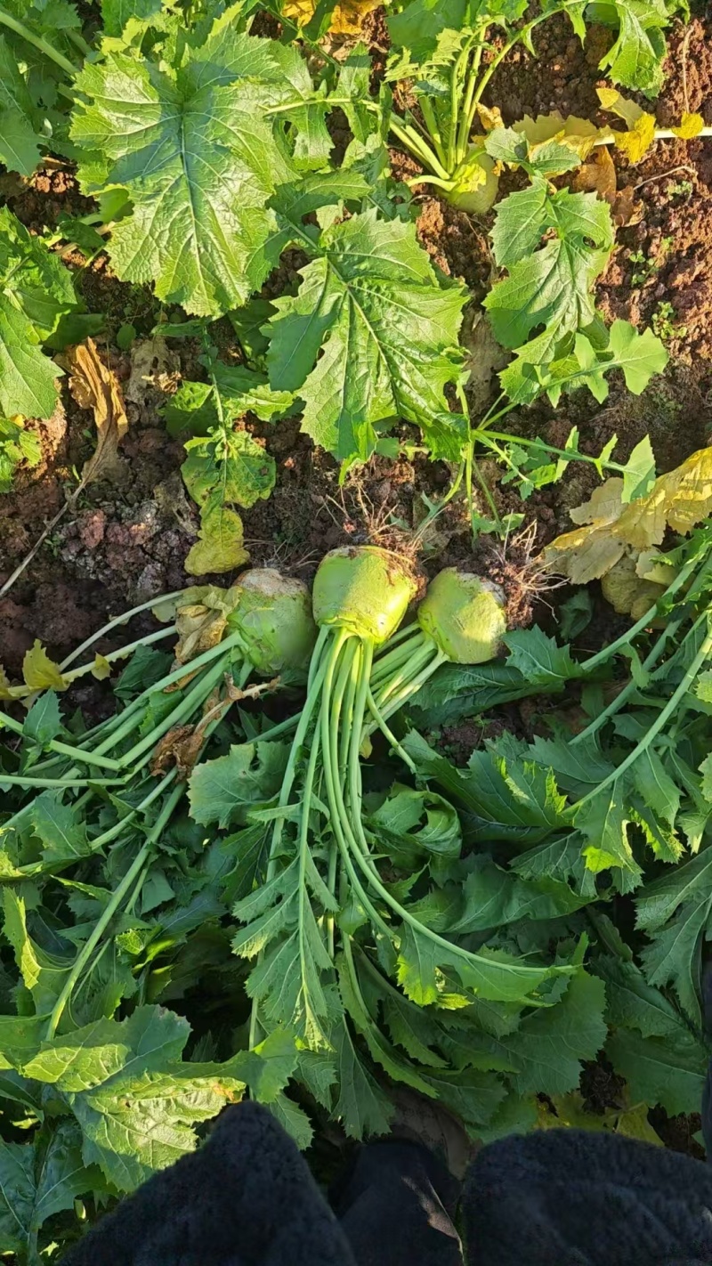 基地供应四川大头菜，无空心，黑心，对接工厂，电商，市场