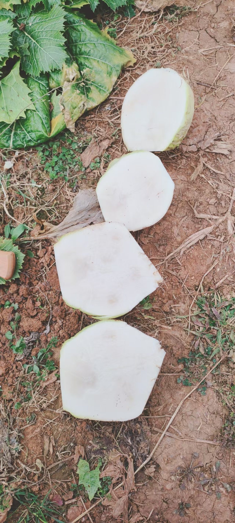 基地供应四川大头菜，无空心，黑心，对接工厂，电商，市场