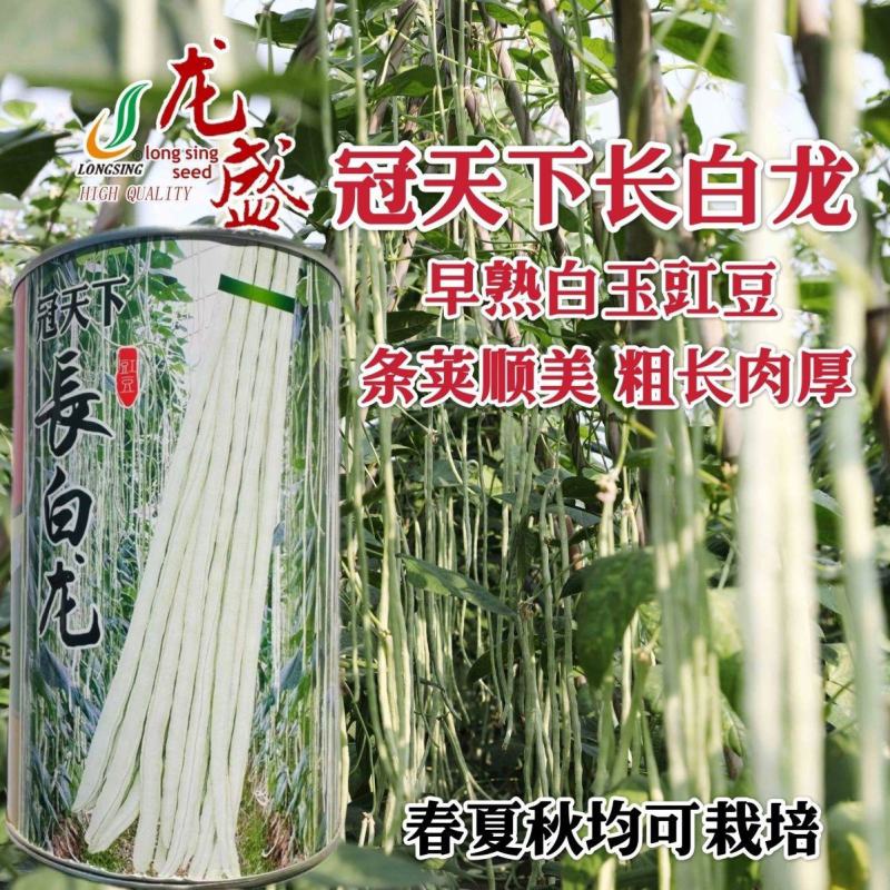 冠天下长白龙豇豆种子高产特长白条豆角种子早熟白玉豇豆种籽