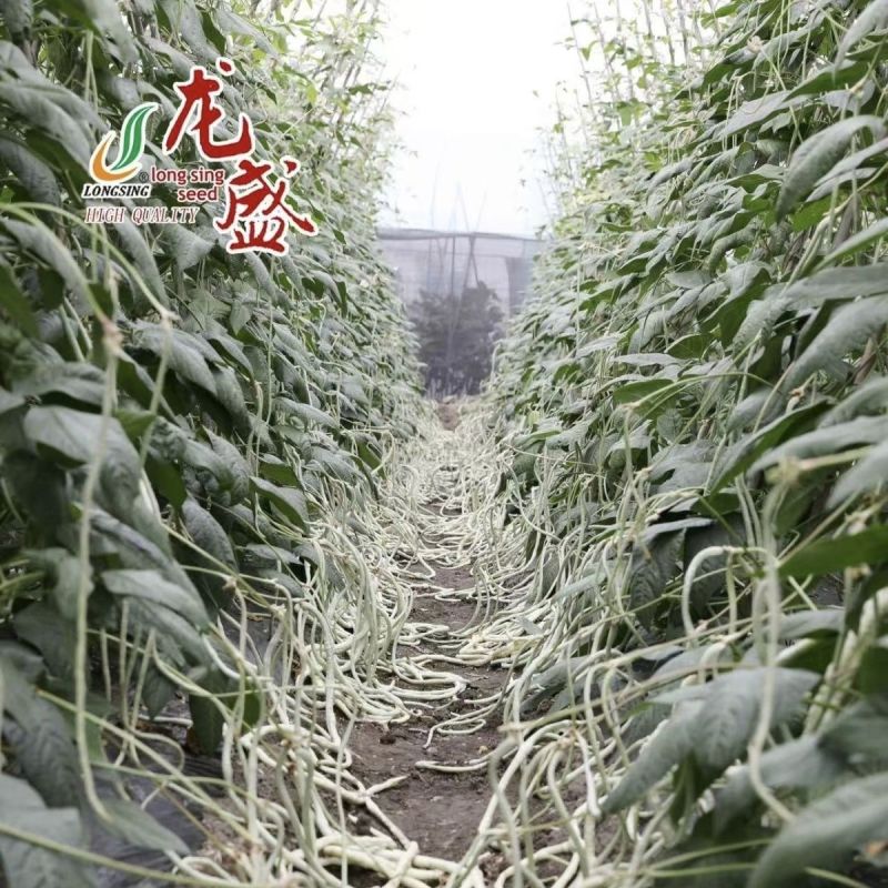 冠天下长白龙豇豆种子高产特长白条豆角种子早熟白玉豇豆种籽