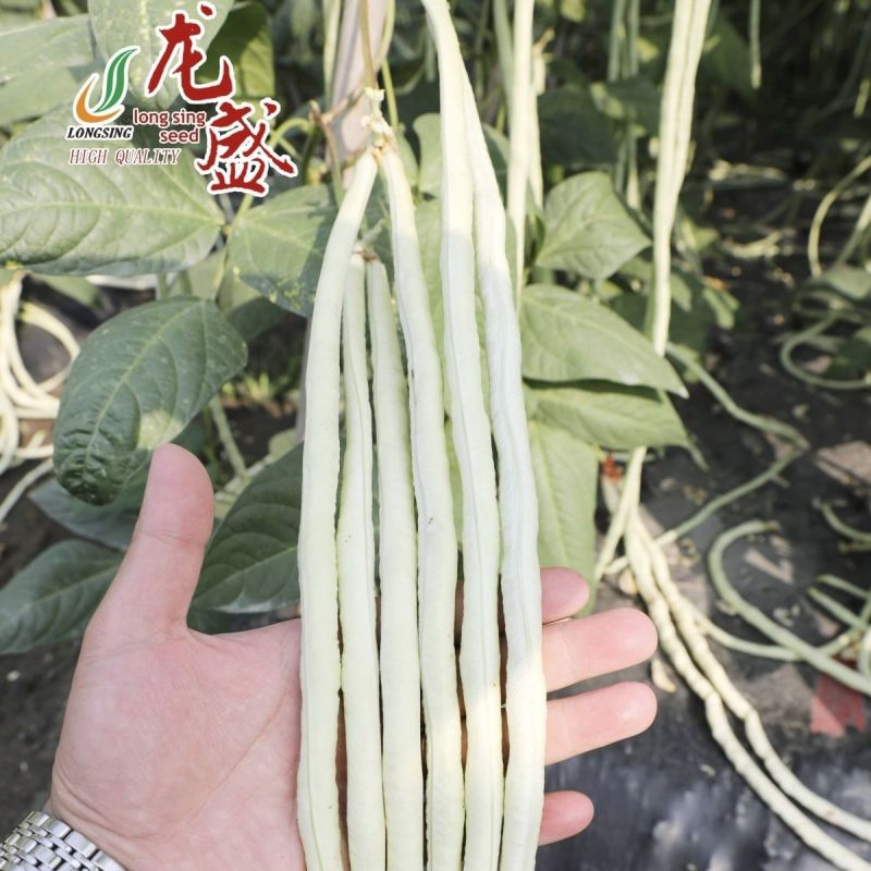 冠天下长白龙豇豆种子高产特长白条豆角种子早熟白玉豇豆种籽