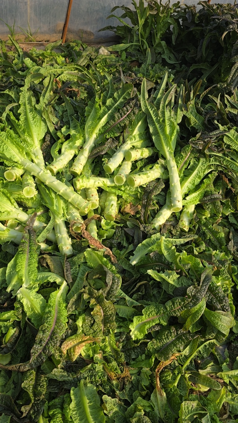甘肃莴苣，光杆毛叶，市场工厂，产地大量供应，基地货源，