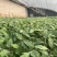 苗厂直发各种颜色口感小番茄苗价格实惠诚信经营