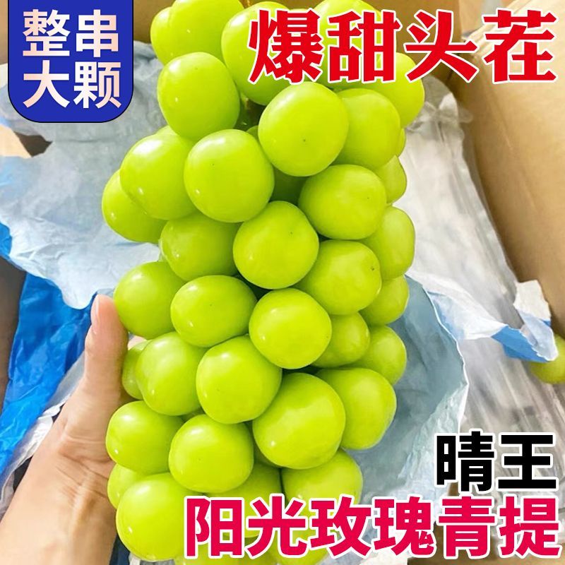 阳光玫瑰对接批发商一手货源大量现货产地直发品质保证