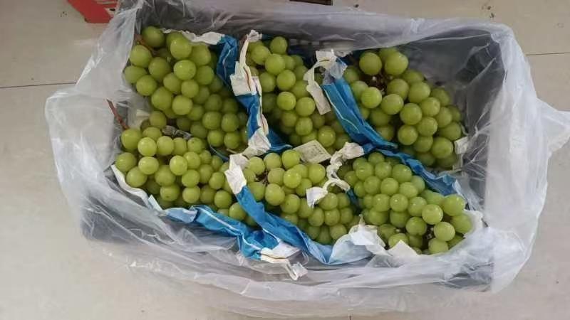 阳光玫瑰对接批发商一手货源大量现货产地直发品质保证