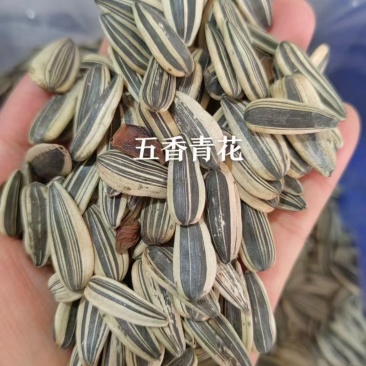 葵花籽批发生熟都有一手货源大量现货产地直发品质保证价格漂亮