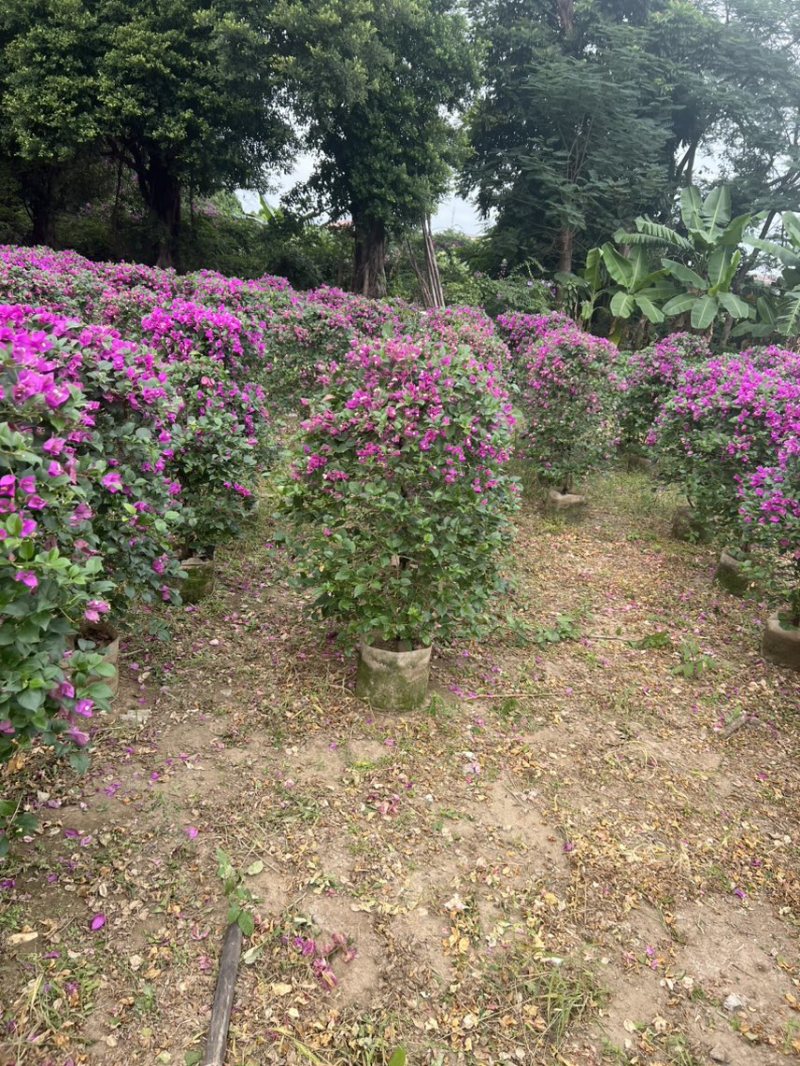 三角梅，各种规格齐全，有需要的老板来电咨询