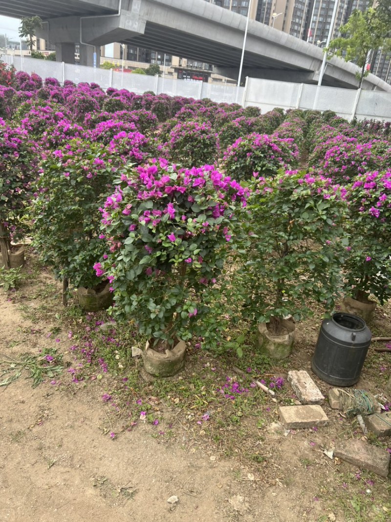 三角梅，各种规格齐全，有需要的老板来电咨询
