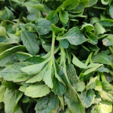 白凤菜俗名片仔癀草