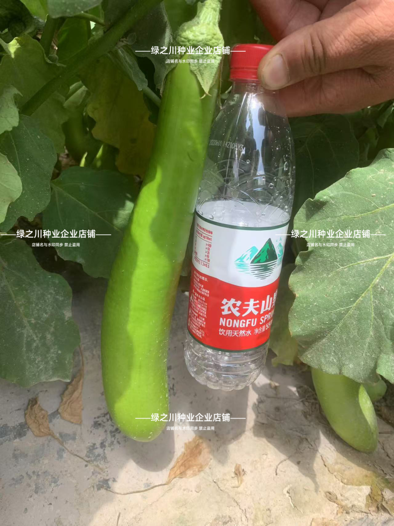 秦蔬绿长茄种子春秋抗病高产青绿皮茄子早熟长棒型茄子种子