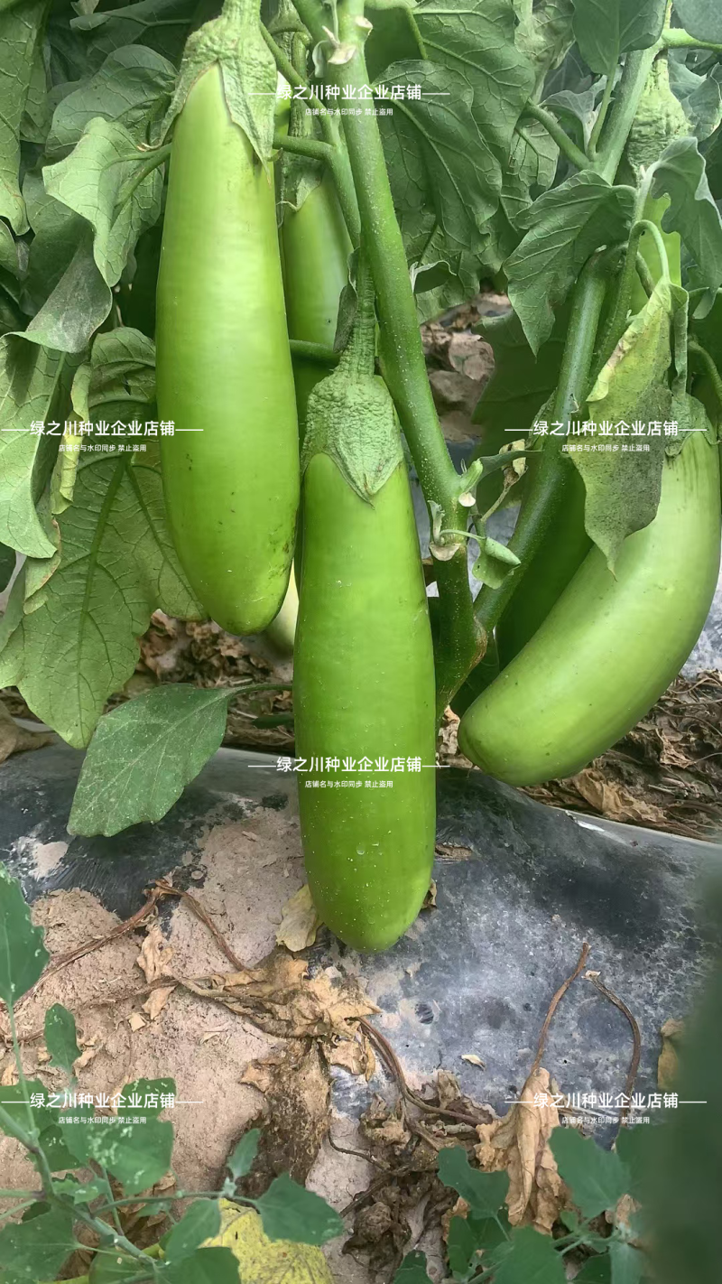 秦蔬绿长茄种子春秋抗病高产青绿皮茄子早熟长棒型茄子种子