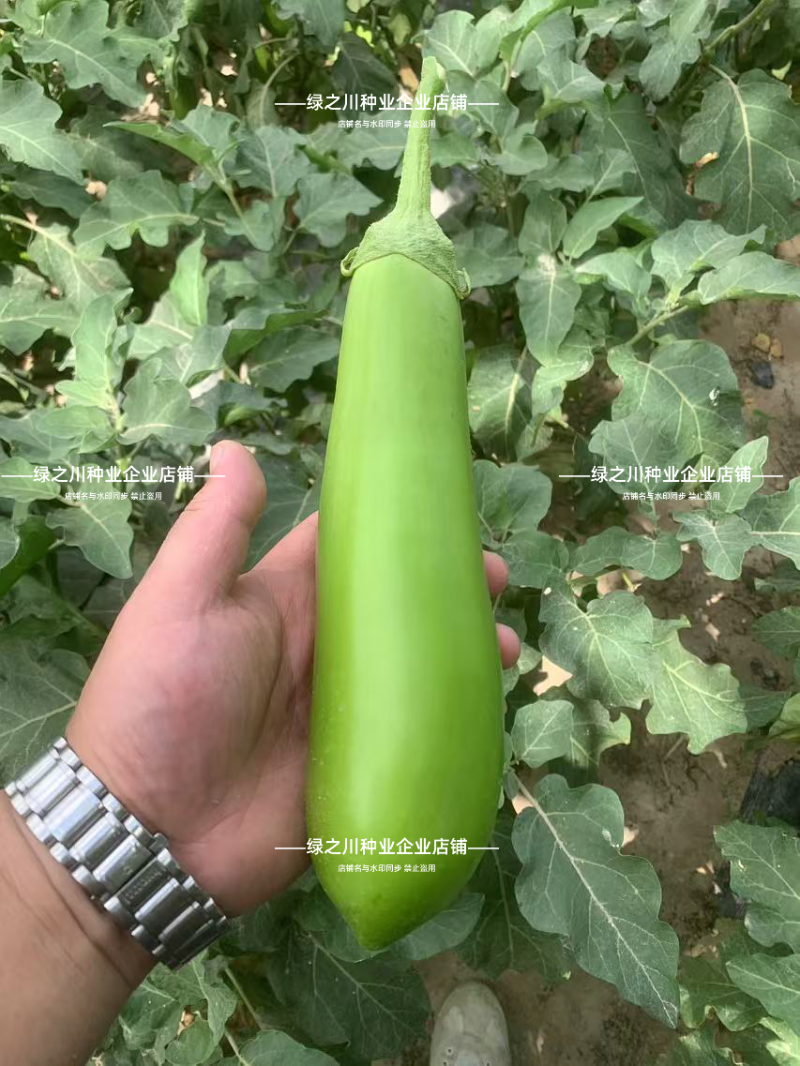 秦蔬绿长茄种子春秋抗病高产青绿皮茄子早熟长棒型茄子种子