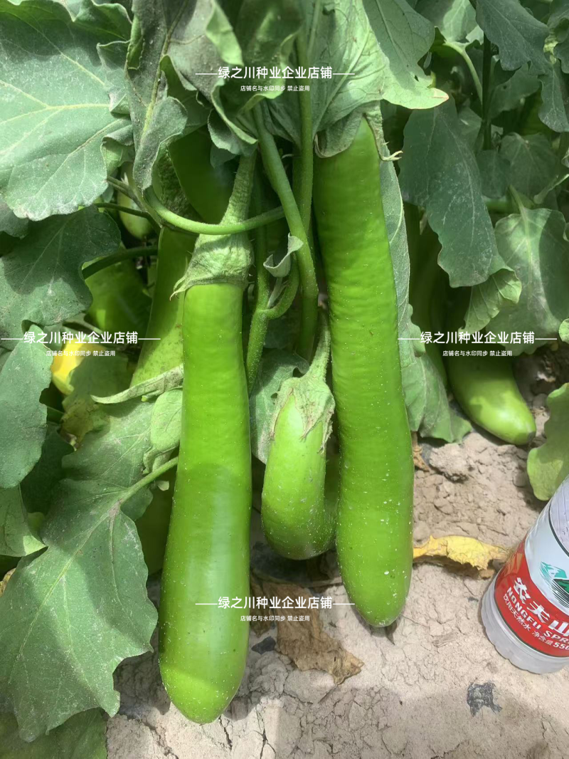 秦蔬绿长茄种子春秋抗病高产青绿皮茄子早熟长棒型茄子种子