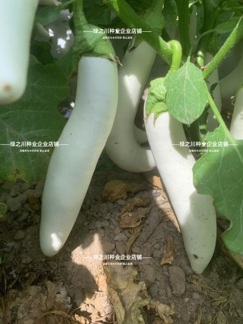 秦茄小白龙茄子种子长茄种子洁白如玉白色长条茄子种籽抗病