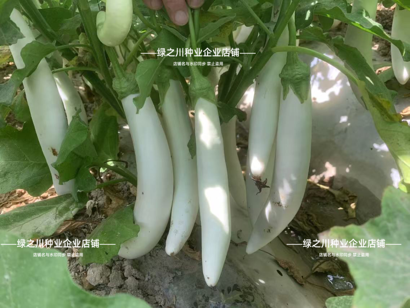 秦茄小白龙茄子种子长茄种子洁白如玉白色长条茄子种籽抗病