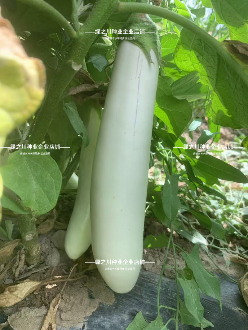 秦茄小白龙茄子种子长茄种子洁白如玉白色长条茄子种籽抗病