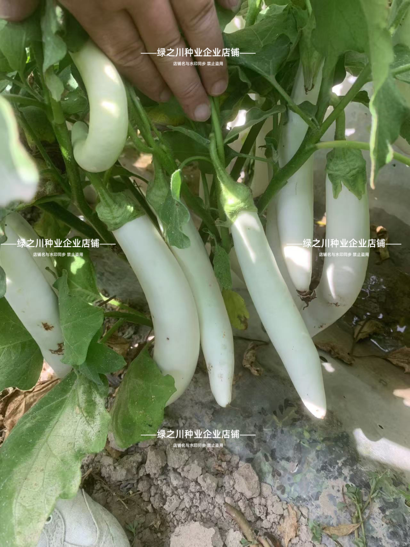 秦茄小白龙茄子种子长茄种子洁白如玉白色长条茄子种籽抗病