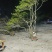 映山红