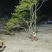 映山红