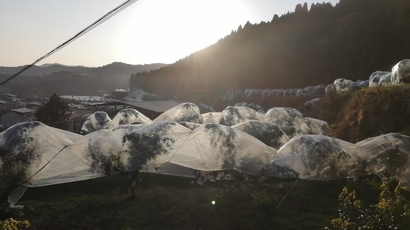 春见耙耙柑现摘现发0代办费品质保障货源足按需配货