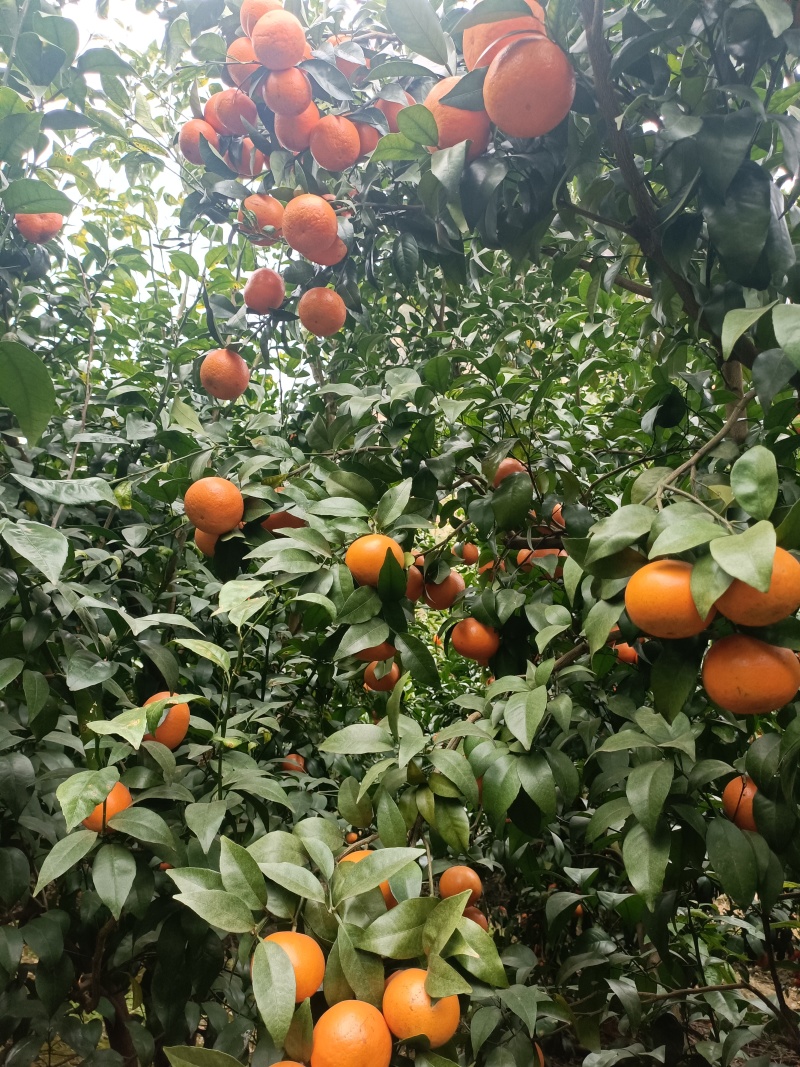 沃柑地转租