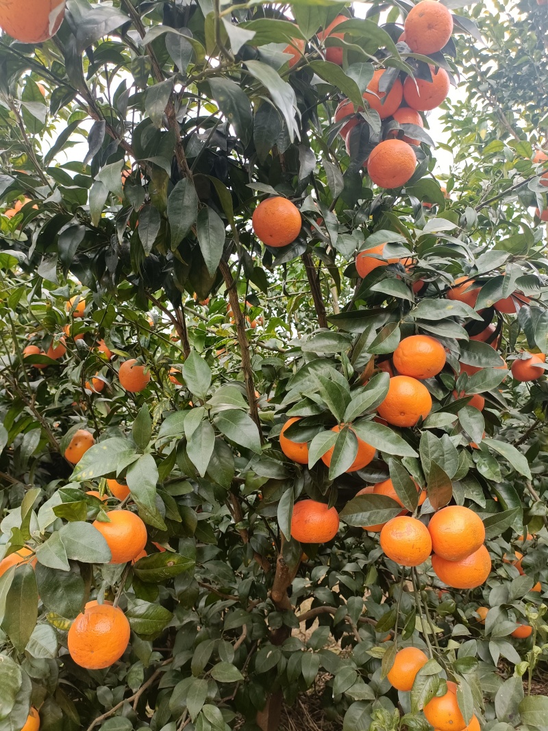 沃柑地转租