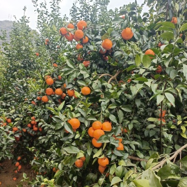 沃柑地转租