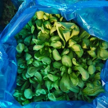 大板叶茼蒿菜种植基地产地批发品质保证诚信经营欢迎来电咨询
