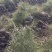 油松油松苗袋苗杯苗各种规格油松树苗15-600厘米