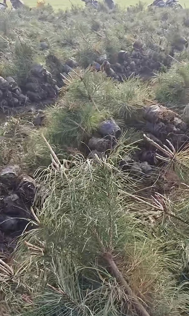 油松油松苗袋苗杯苗各种规格油松树苗15-600厘米