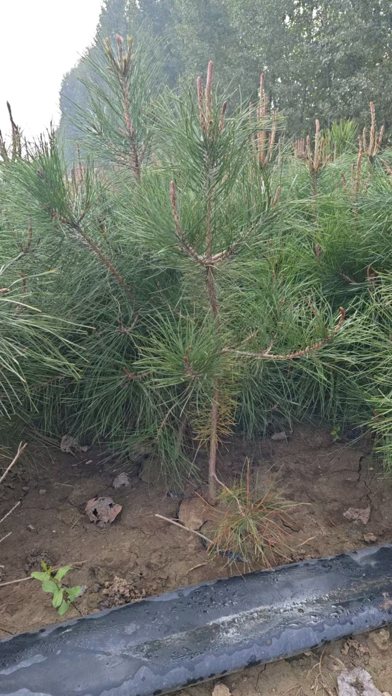 油松油松苗袋苗杯苗各种规格油松树苗15-600厘米