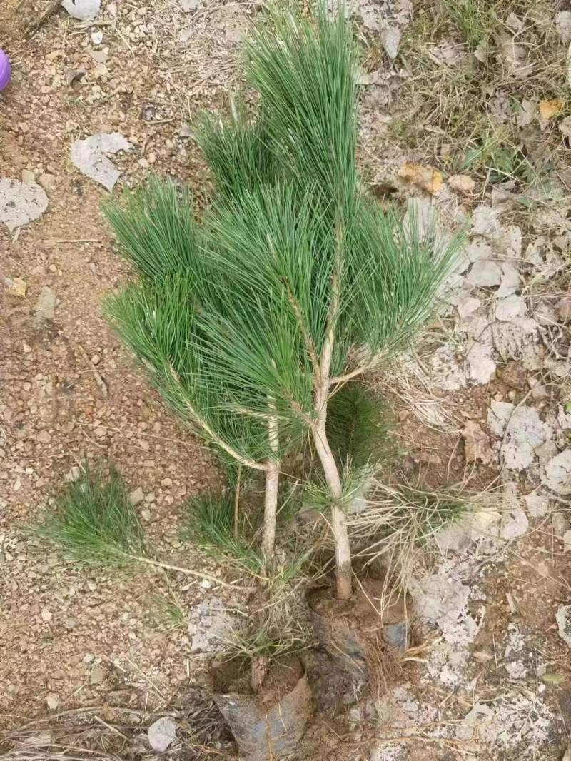 油松油松苗袋苗杯苗各种规格油松树苗15-600厘米
