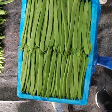 扁豆豆，白豆，大量现货供应，常年提供豆类货源