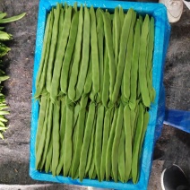 芸豆上市了，济南商河扁青芸豆大量现货供应