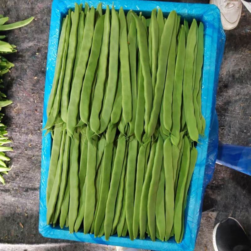 芸豆上市了，济南商河扁青芸豆大量现货供应