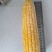 速冻甜糯玉米量大从优保质保量一条龙服务欢迎来电