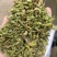 中药材柳树芽1公斤柳芽嫩柳芽柳芽茶晒干人工传统
