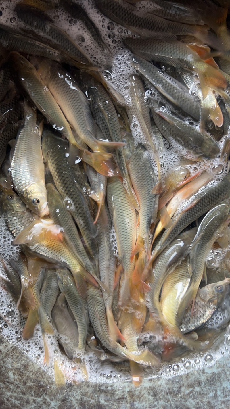 田鲤鱼