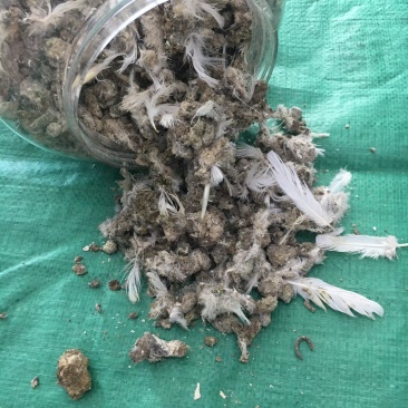 纯鸽子粪鸟粪颗粒肥榴莲种植鸽子粪农家肥