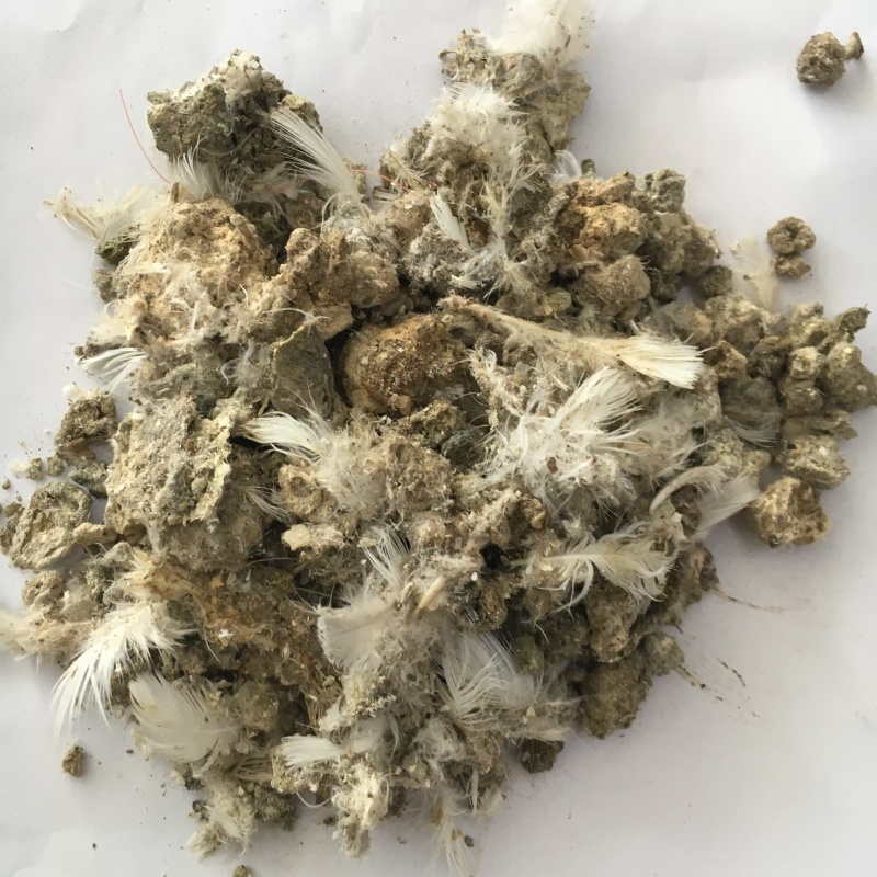纯鸽子粪鸟粪颗粒肥榴莲种植鸽子粪农家肥