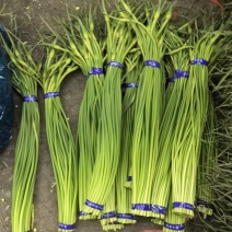 红帽蒜薹～冷库红帽蒜苔～产地直供～代发全国各地