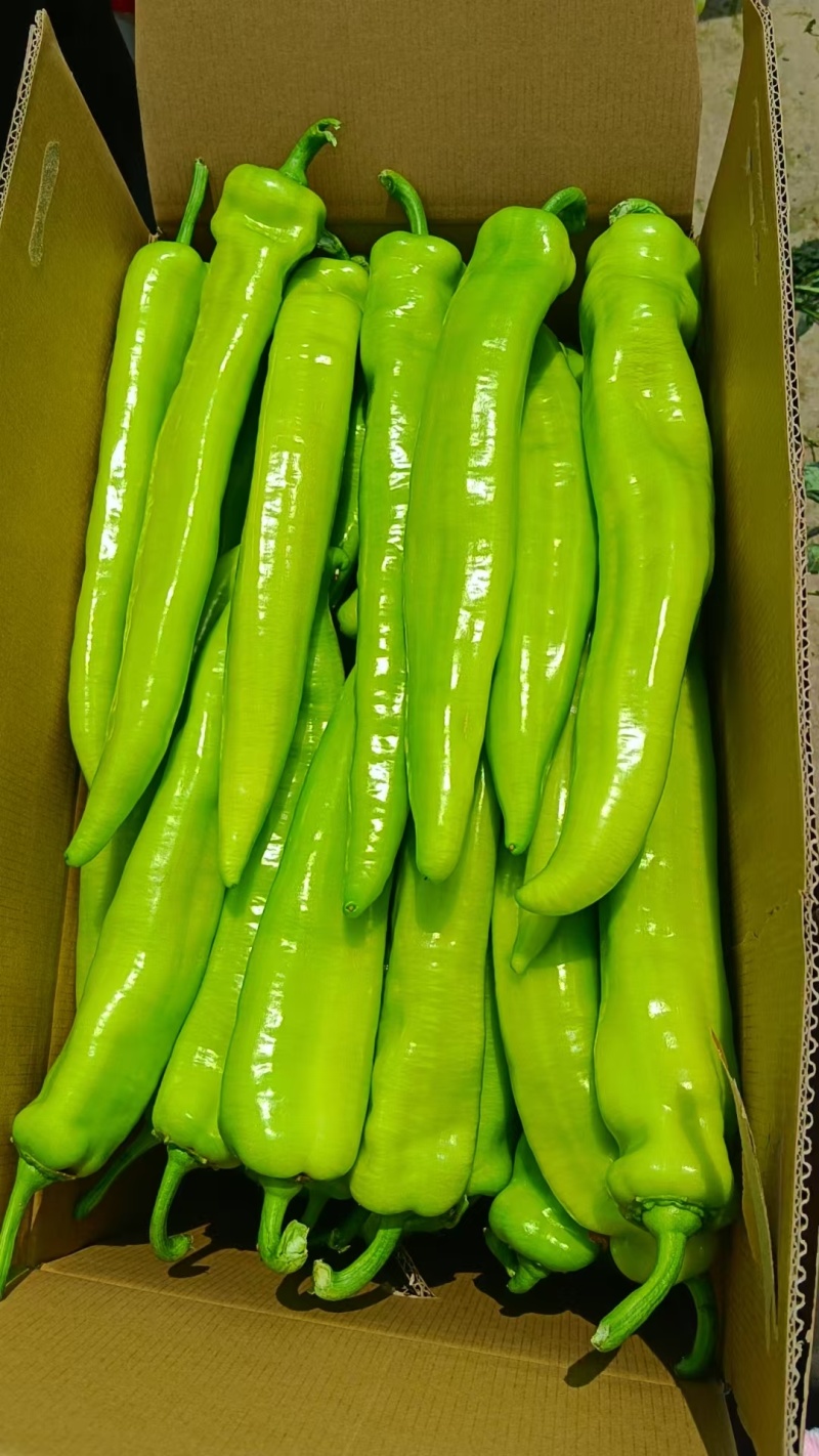 四川精品树椒大量现货出货中货源充足量大从优欢迎咨询