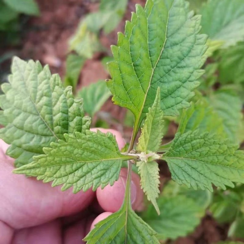 山区冬凌草，茎叶干货，量大价格可谈，可长期供货，欢迎咨询