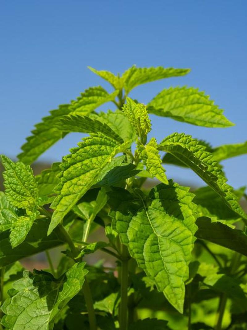 山区冬凌草，茎叶干货，量大价格可谈，可长期供货，欢迎咨询