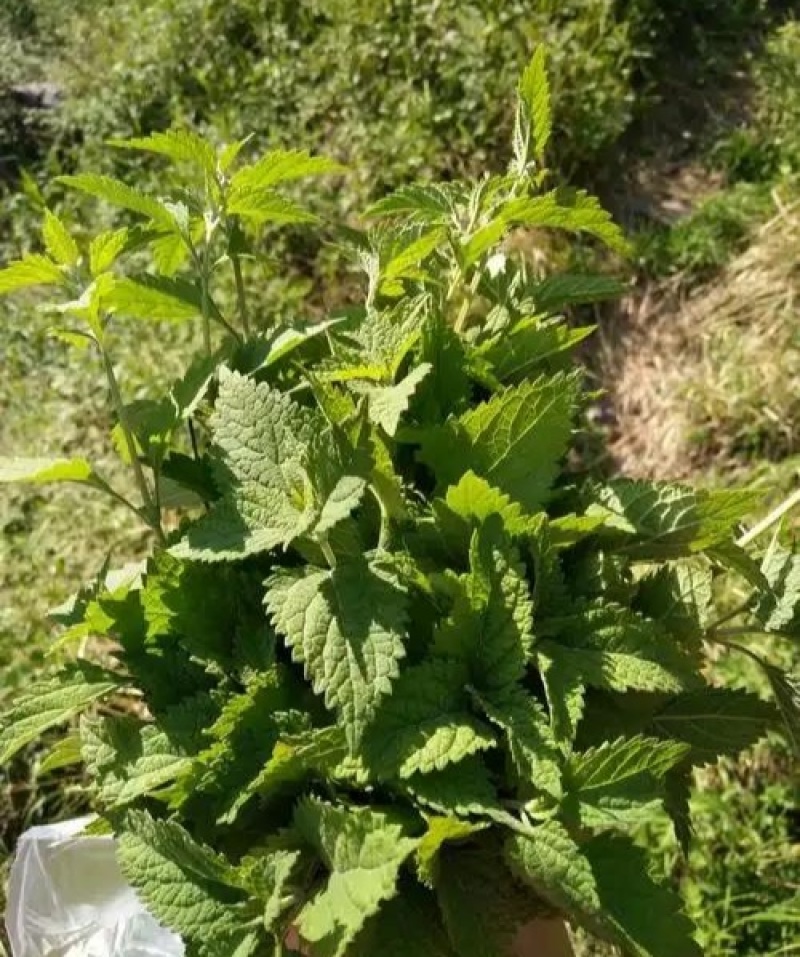 山区冬凌草，茎叶干货，量大价格可谈，可长期供货，欢迎咨询