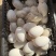 精品农家散养土鹅蛋，全程玉米喂食，蛋黄饱满