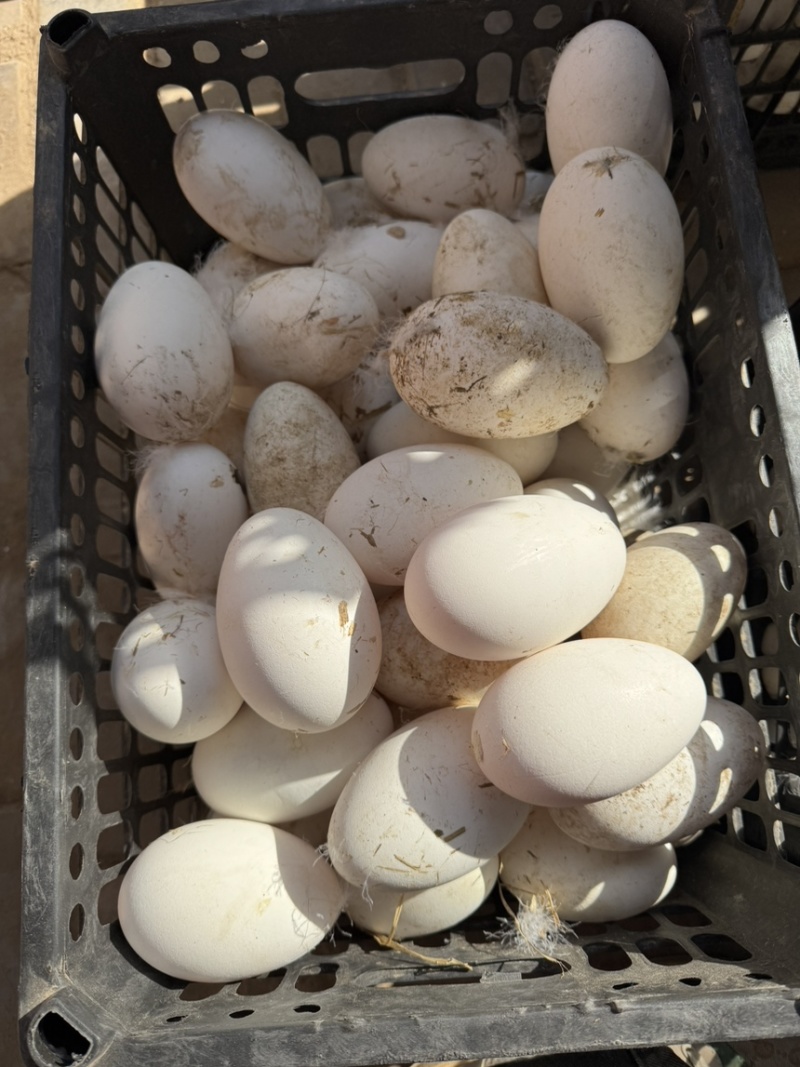 精品农家散养土鹅蛋，全程玉米喂食，蛋黄饱满